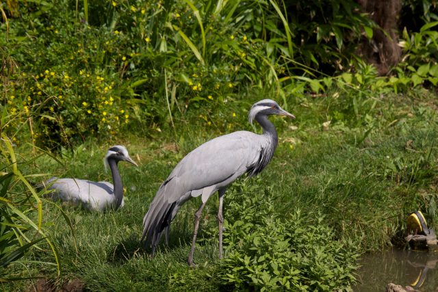 WWT London Wetland Centre