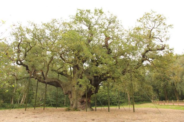 Visiting Major Oak in Sherwood Forest | englandrover.com