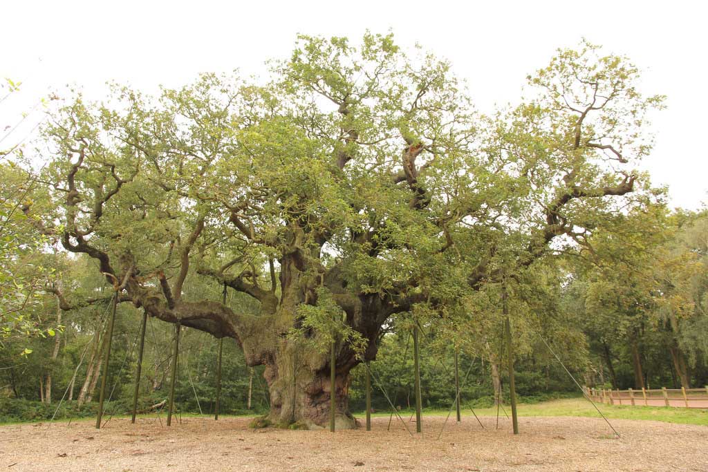 The Major Oak tree in Sherwood Forest near Edwinstowe, Nottinghamshire (Photo: Richard Croft [CC BY-SA 2.0])