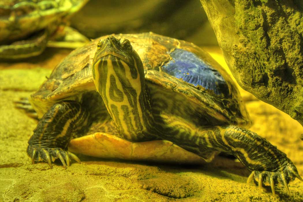 A turtle at the Sea Life Manchester aquarium. (Photo: David Dixon [CC BY-SA 2.0])