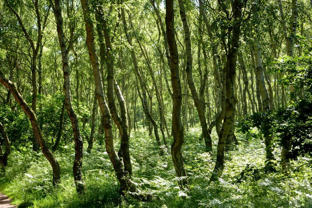 Birch trees in Sherwood Forest near Edwinstowe, Nottinghamshire (Photo: Andrew Hill [CC BY-SA 2.0])