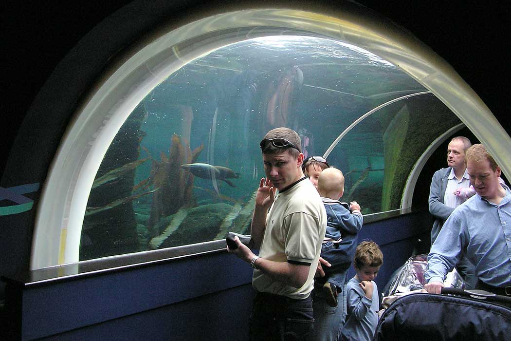 An underwater tunnel in the Seal and Penguin Coasts area of the Bristol Zoo lets you see South American fur seals in their natural habitat.