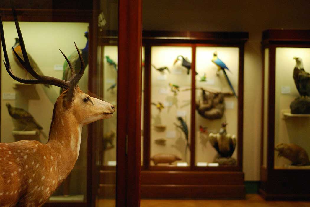 The natural history gallery at the Bristol Museum & Art Gallery. (Photo: NotFromUtrecht [CC BY-SA 3.0])