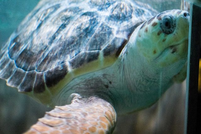 Oceanarium – the Bournemouth Aquarium