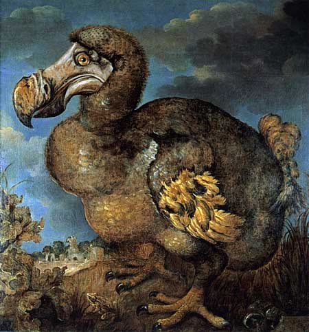 Dodo (1651) by Jan Savery