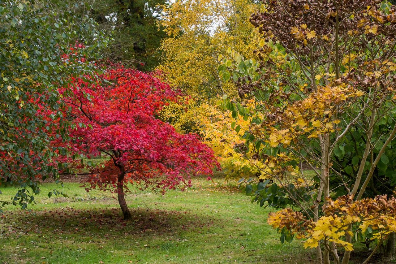 Harcourt Arboretum near Nuneham Courtenay south of Oxford, Oxfordshire (Photo: Ed Webster [CC BY-SA 2.0])