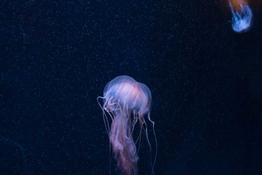 The jellyfish at the Brighton SEA LIFE centre are fed daily at 12 noon (Photo by Yichun Lu on Unsplash)