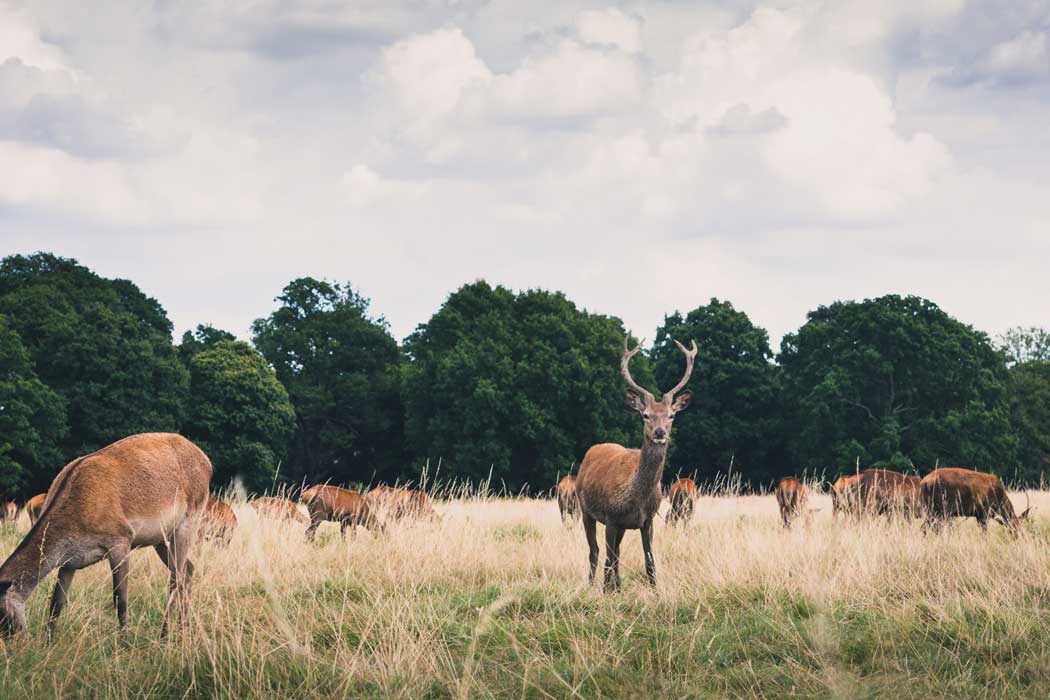 The hotel is a 12-minute walk from Richmond Park where you can sometimes spot herds of red and fallow deep (Photo by Johan Mouchet on Unsplash)