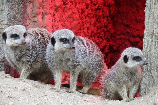 Longleat Safari and Adventure Park