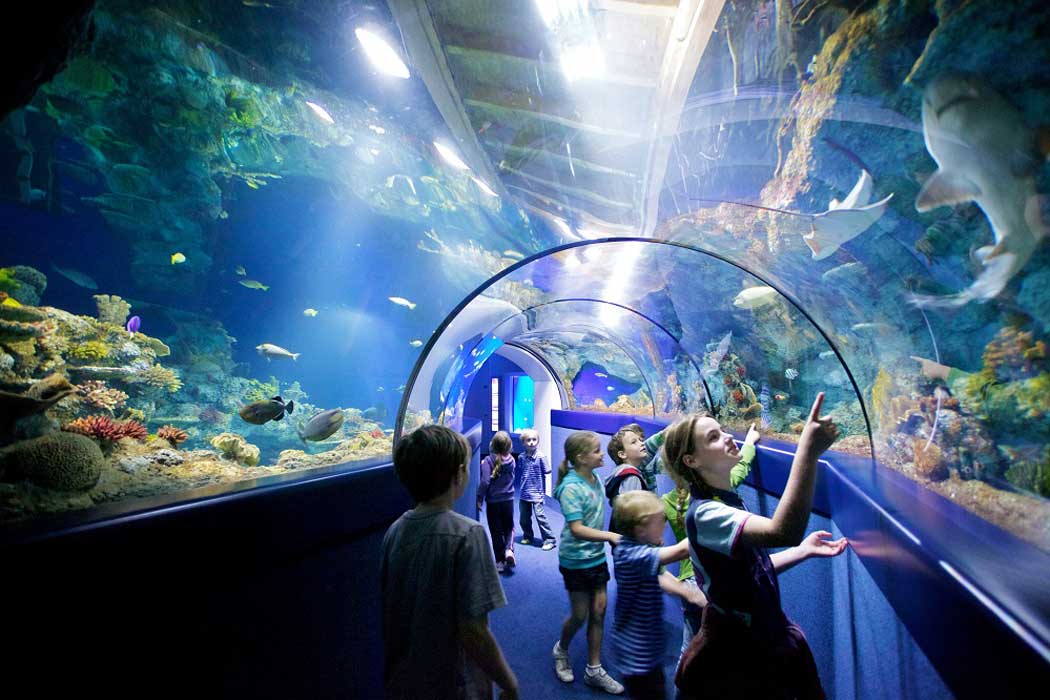 Bristol Aquarium has two walk-through tunnels where you can experience fish swimming above you. (Photo: Bristol Aquarium)