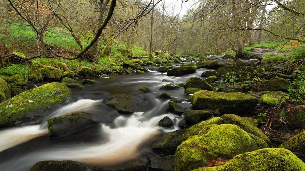 Many of the walking trails pass by lovely tranquil streams.