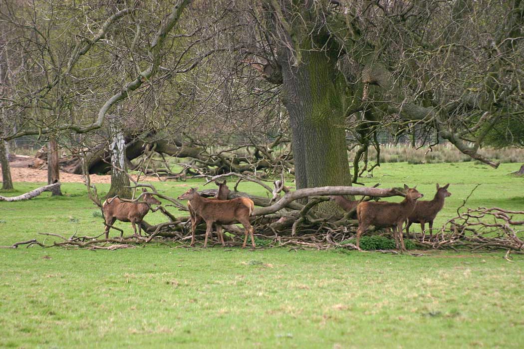 Red deer on the Lotherton Estate.  (Photo: Neil T [CC BY-SA 2.0])