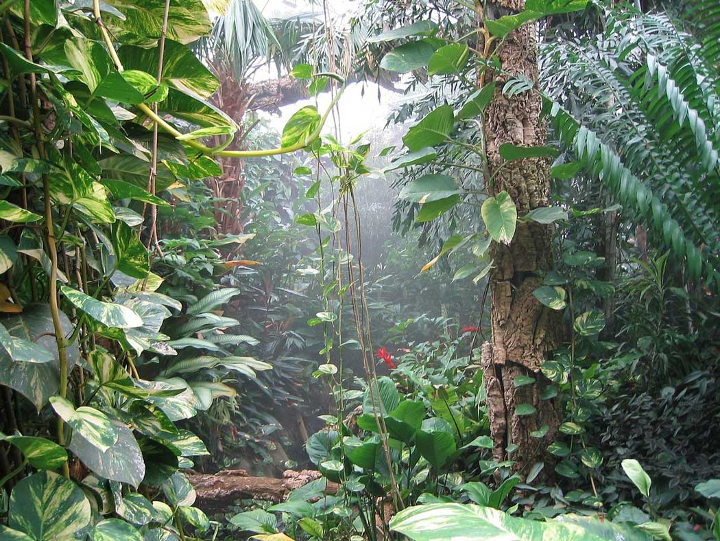 The rainforest habitat inside Tropical World
