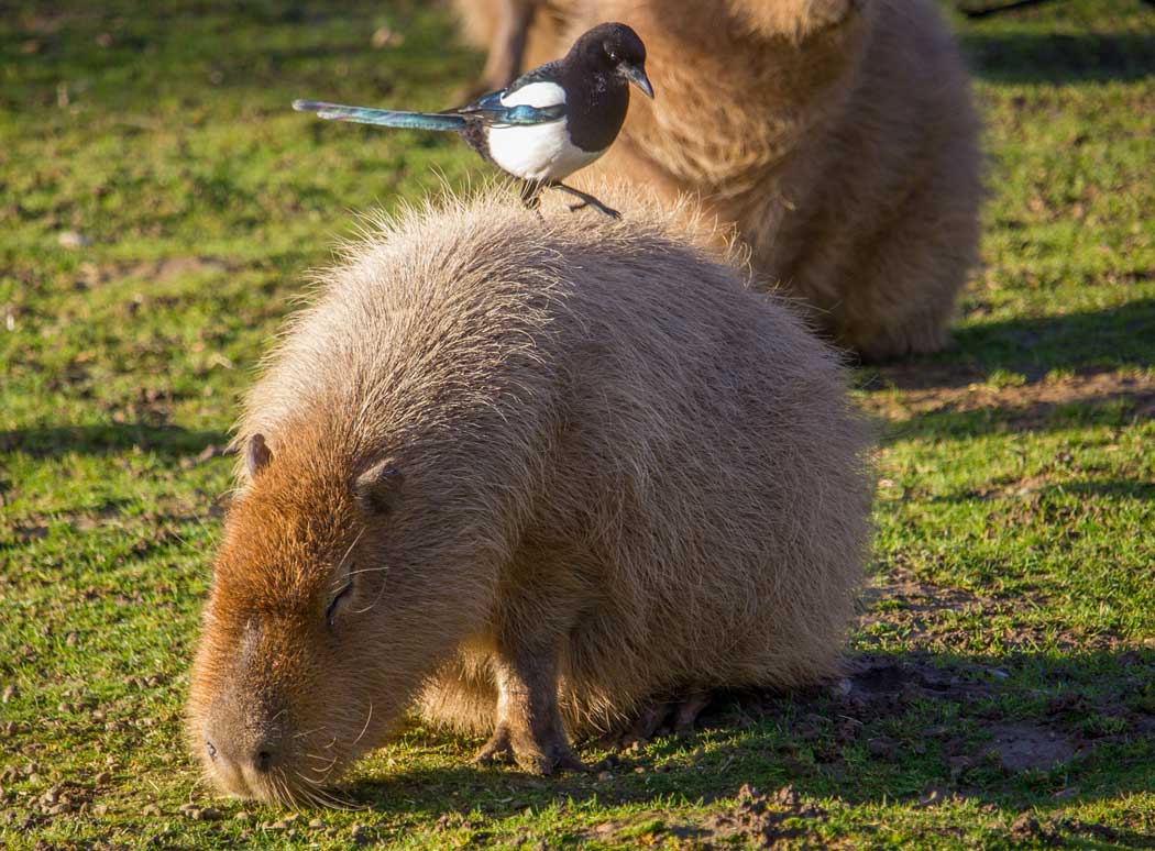 A capybara at Howletts Wild Animal Park near Canterbury. (Photo: The Howletts Wild Animal Trust)