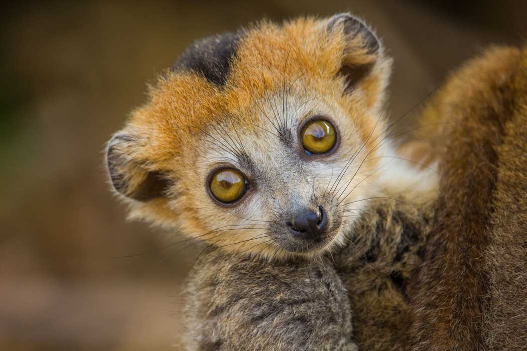 A crowned lemur at Howletts Wild Animal Park near Canterbury. (Photo: The Howletts Wild Animal Trust)