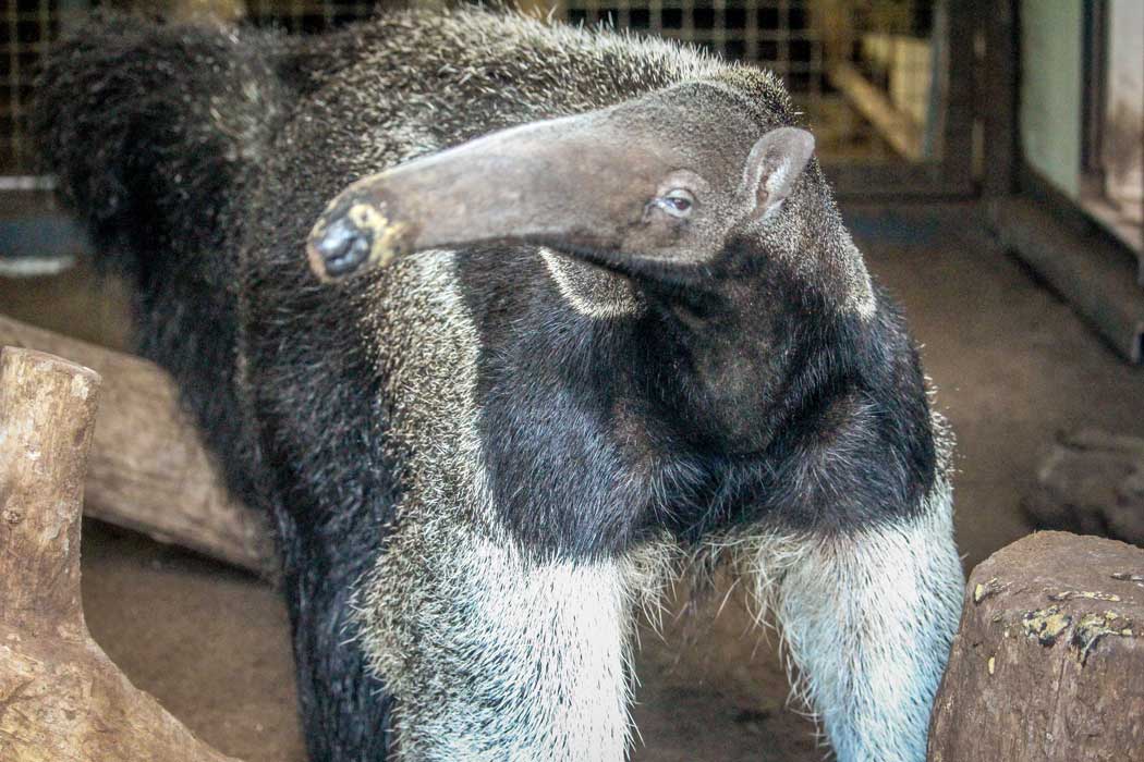 Howletts is home to Kent's only giant anteaters. (Photo: The Howletts Wild Animal Trust)