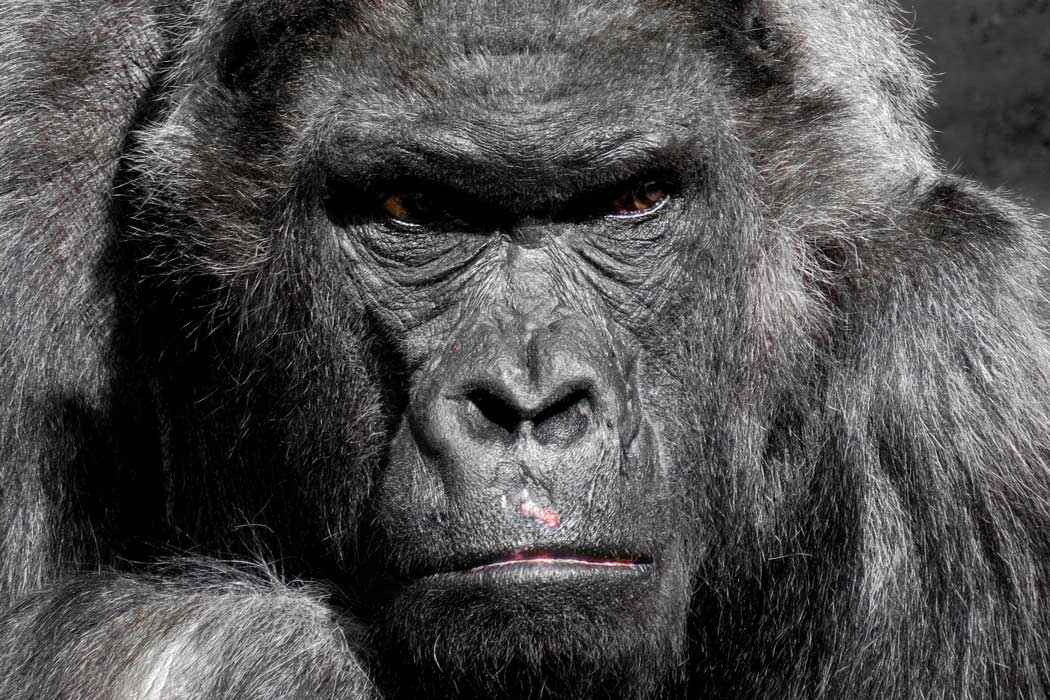 Howlett's Wild Animal Park is home to the world’s largest collectin of western lowland gorillas.