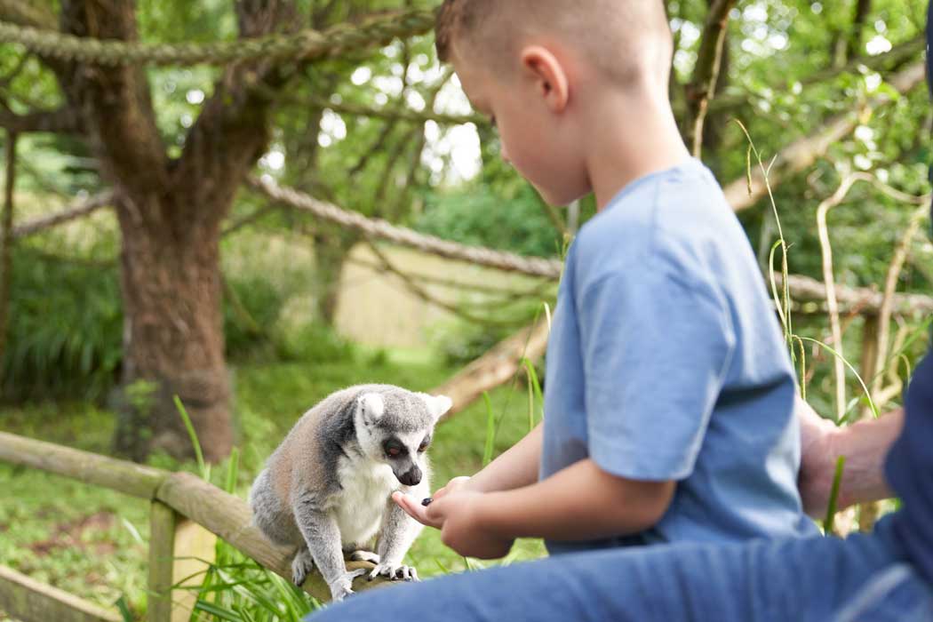 The lemur encounter is one of several add-on experiences that allow you to get closer to the park's animals and even hand-feed them. (Photo: The Howletts Wild Animal Trust)