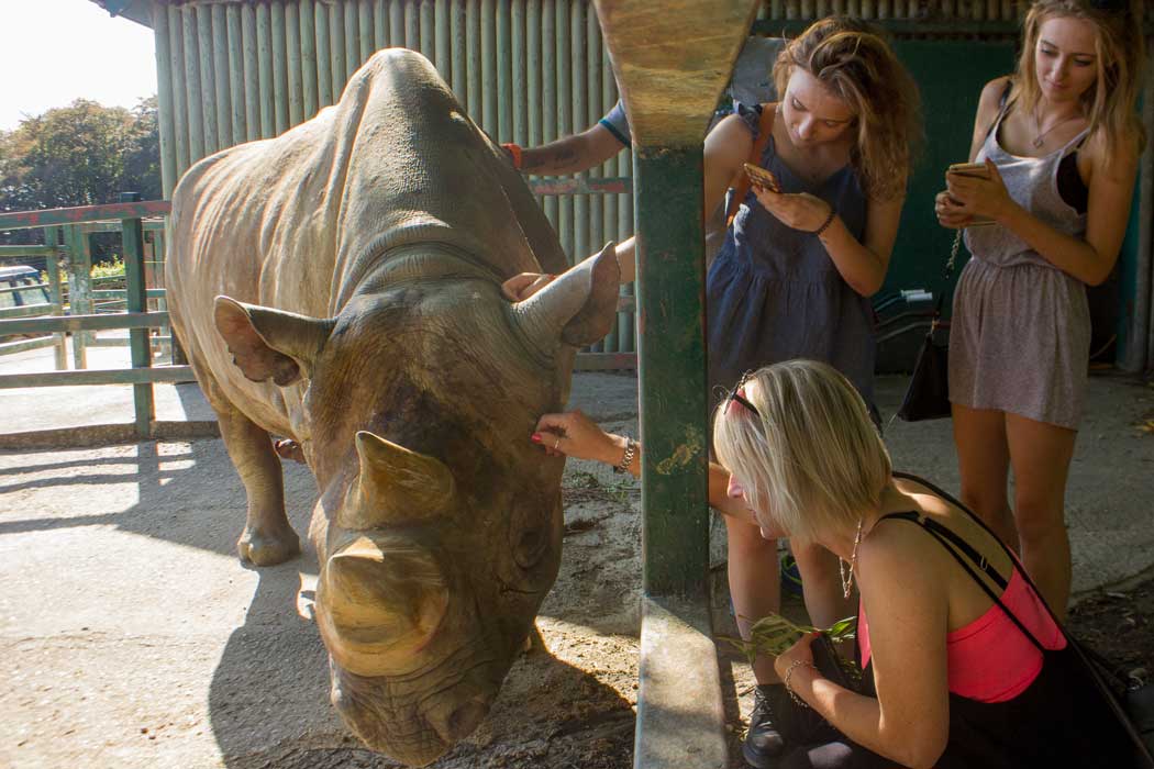 The Rhino Encounter is one of several optional experiences at Port Lympne Wildlife Park. (Photo: Port Lympne Wildlife Park)