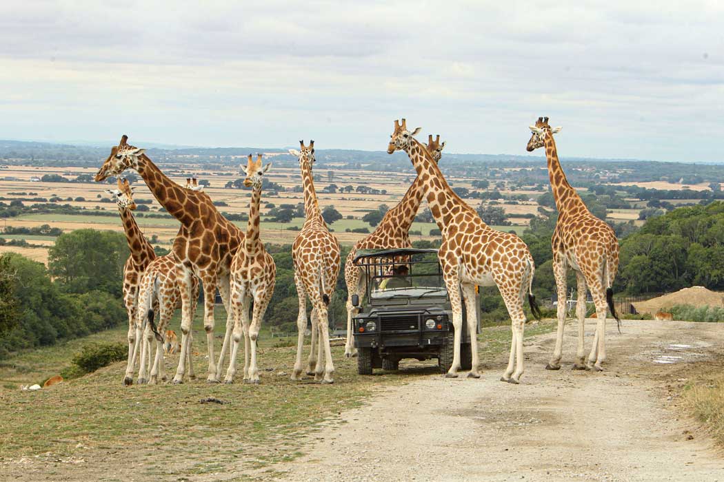 A safari tour, which is included in the admission charge, lets you get up close to the larger wildlife that roam freely in the park. (Photo: Port Lympne Wildlife Park)