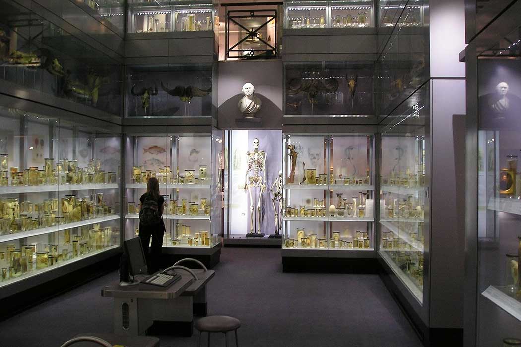 The Hunterian Museum at the Royal College of Surgeons in London. Note: this photo was taken prior to the museum’s recent renovation. (Photo: StoneColdCrazy at English Wikipedia [CC BY-SA 2.0])