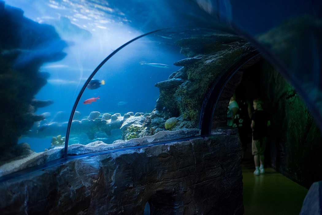 The Ocean Tunnel inside the SEA LIFE London Aquarium. (Photo: Ox [CC BY-SA 4.0])