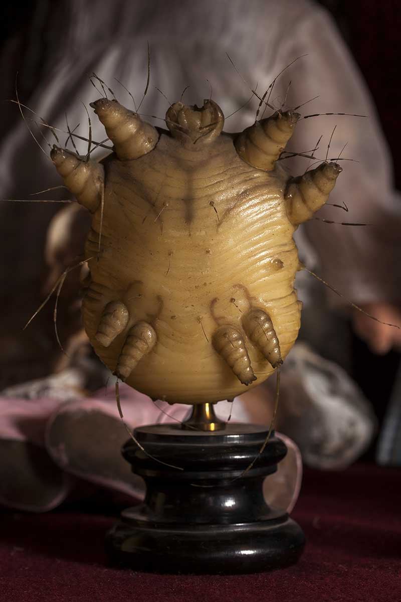 A wax model of a scabies mite is one of many unique exhibits at the Viktor Wynd Museum of Curiosities, Fine Art & Natural History. (Photo © Oskar Proctor)