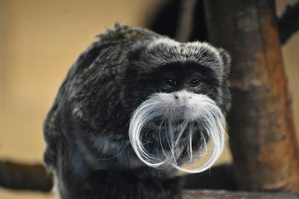 An emperor tamarin at Blackpool Zoo. (Photo by Andrew Hall on Unsplash)