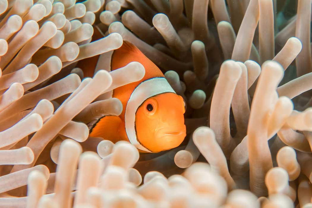 Clownfish are among the colourful marine life found in SEA LIFE Blackpool’s tropical zone. (Photo: Sebastian Pena Lambarri on Unsplash)